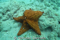 Star fish at John Loyd park. Hollwood Florida. by Nicholas Giannelis 
